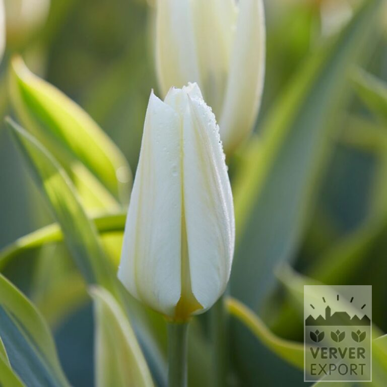 Tulips 'Purissima Blonde' (12819) - Bild 2