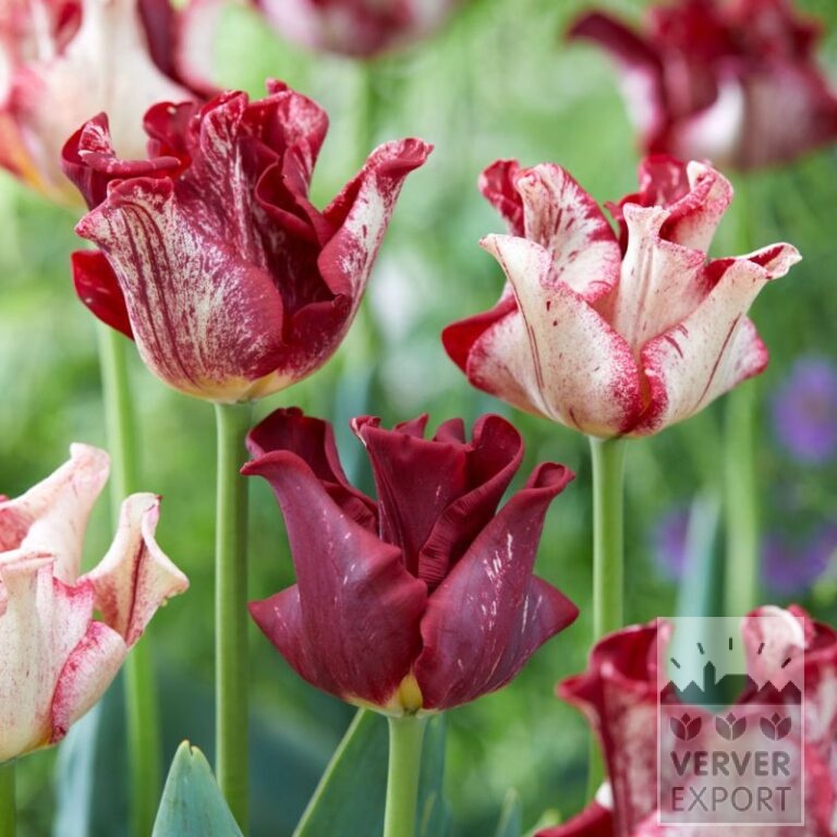Tulips 'Striped Crown' (12837) - Bild 2