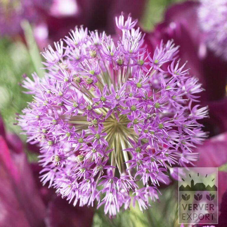 Tram Vivas 'Marleen' © / 9m² (29659) - Bild 6