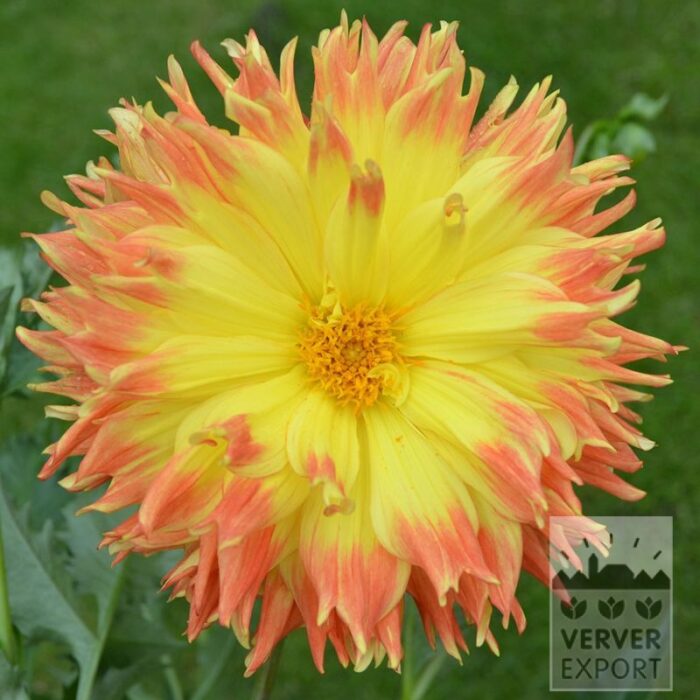 Dahlia 'Fjoer' (22416)