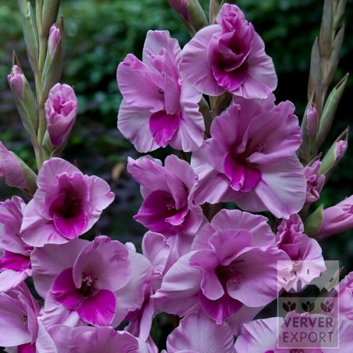 Gladiolus 'Alannah' (23046)
