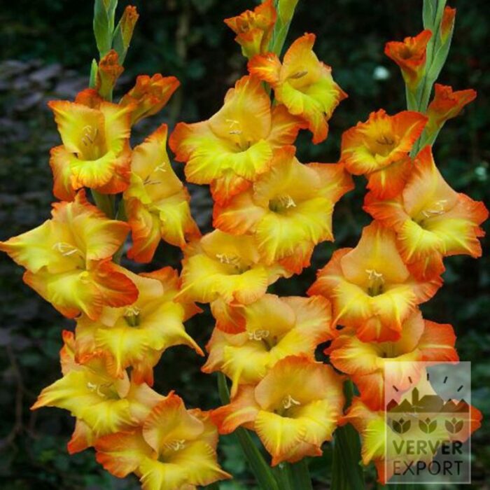 Gladiolus 'Sunshine' (23048)