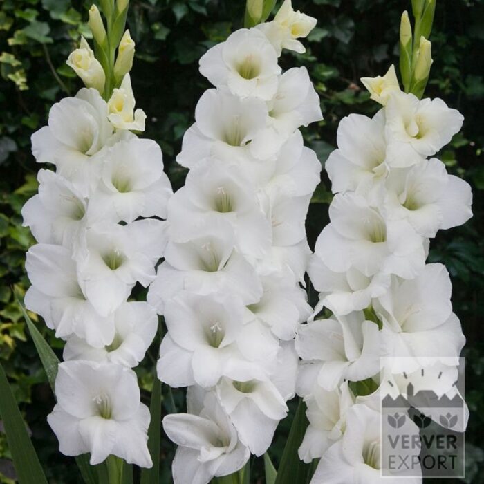 Gladiolus 'Tibet' (23049)