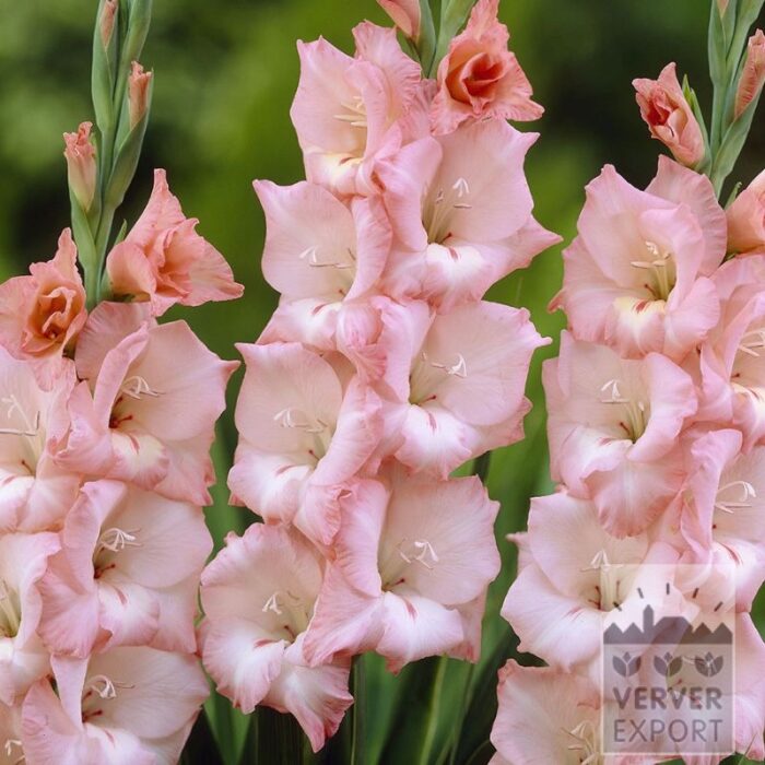 Gladiolus 'Cimarosa' (23050)