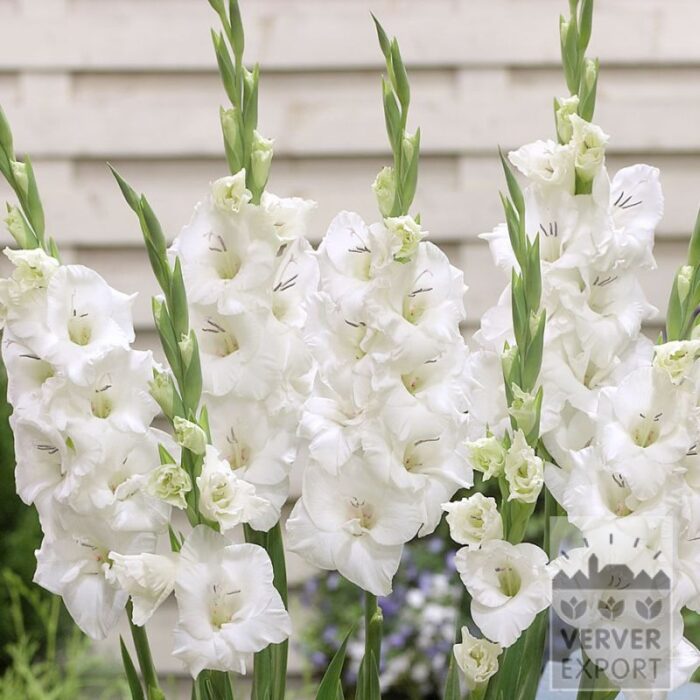 Gladiolus 'Blondie' (23051)