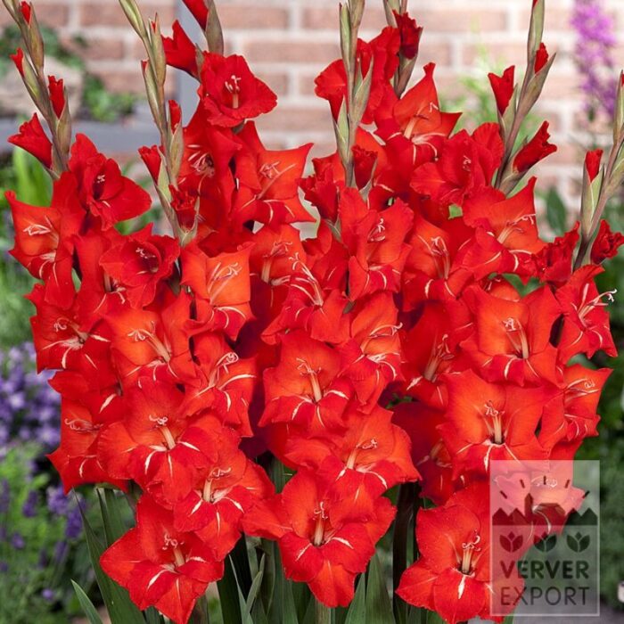 Gladiolus 'Patty' (23053)