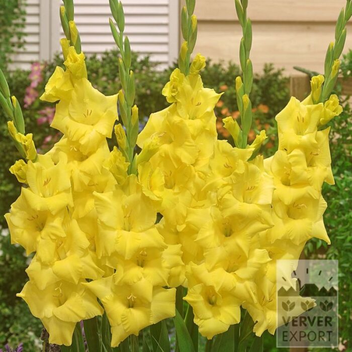 Gladiolus 'Silvia' (23054)