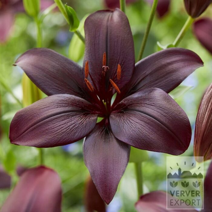 Lilium 'Black Charm' (24108)