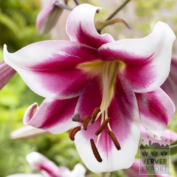 Lilium 'Friso' (24114)