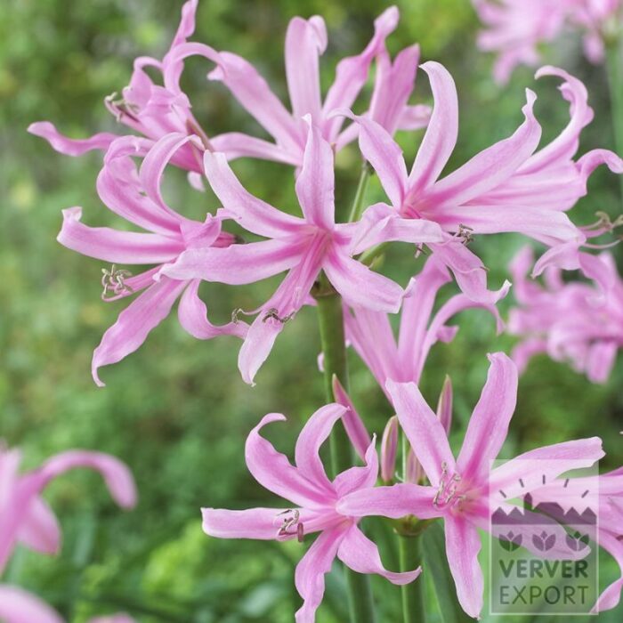 Amarine 'Aphrodite' (28037)