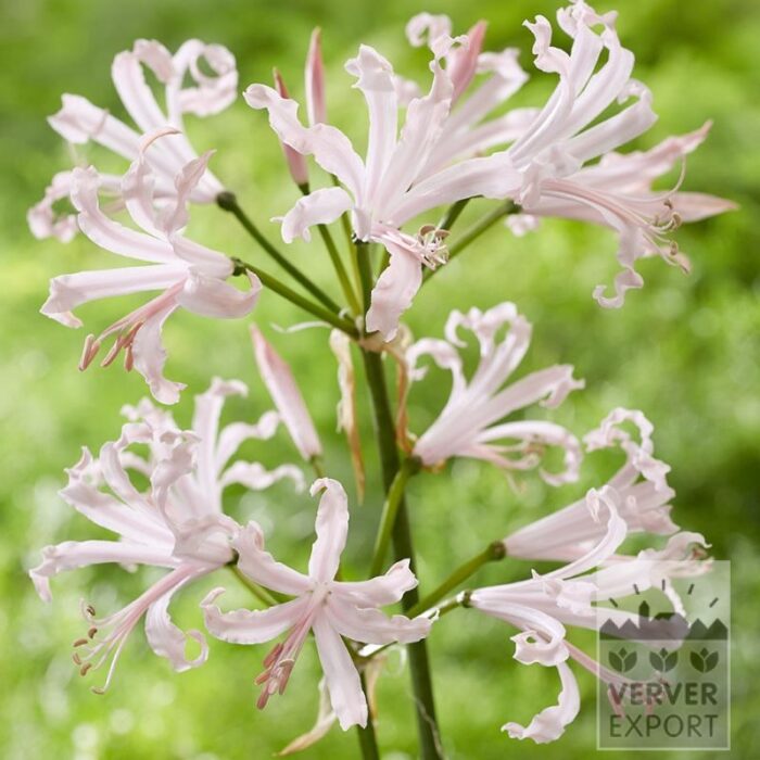 Nerine bowdenii 'Vesta' (28038)