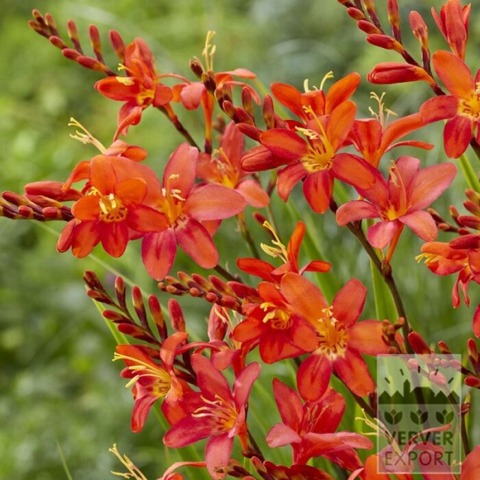 Crocosmia 'Rosey Cloud' (28040)