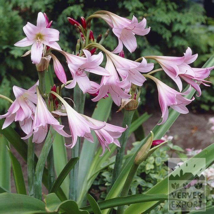 Crinum powellii (28043)