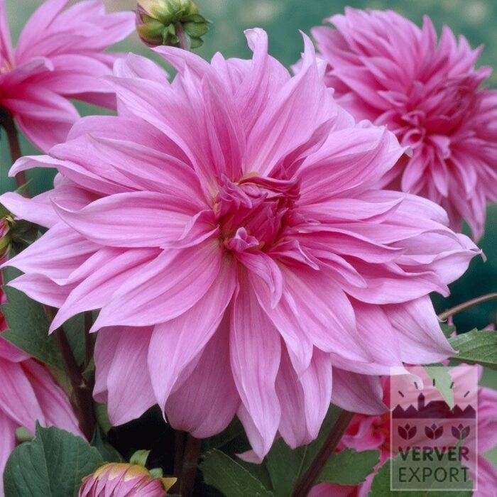 Dahlia Precultivated 'Babylon Rose' (29245)