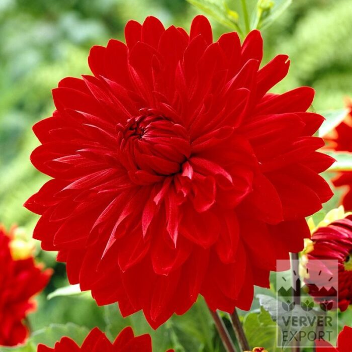 Dahlia Precultivated 'Garden Wonder' (30037)