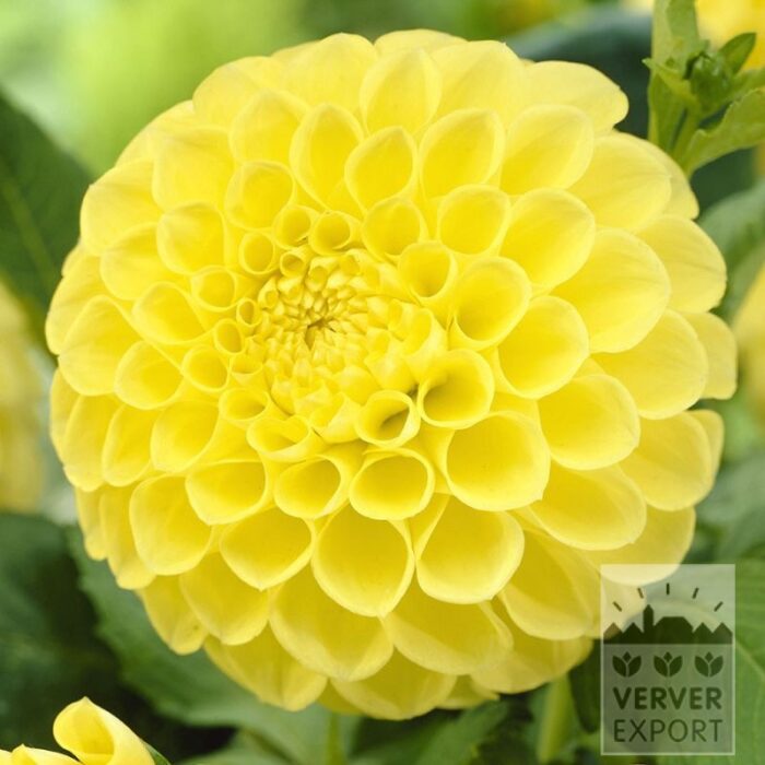Dahlia Precultivated 'Jowey Martina' (29165)