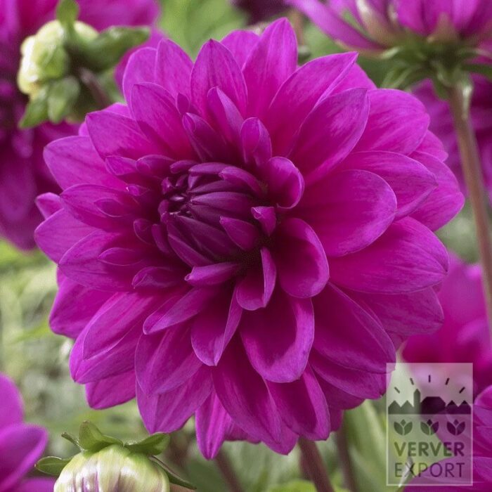 Dahlia Precultivated 'Requiem' (29211)