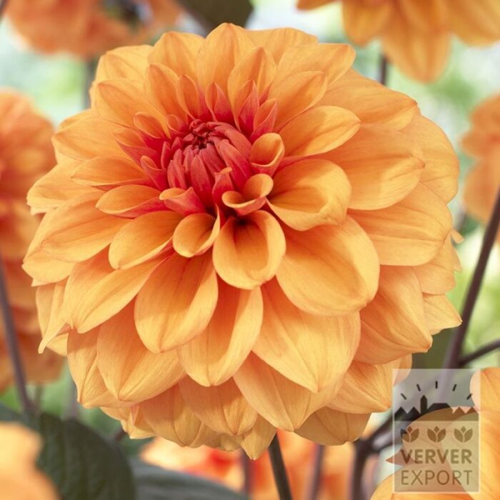 Dahlia Precultivated 'David Howard' (29246)