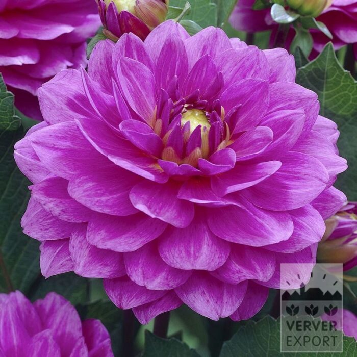 Dahlia Precultivated 'Karma Lagoon' (30038)