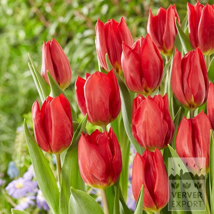 Organic bulbs bio Tulipa 'Red Gold' (12626)