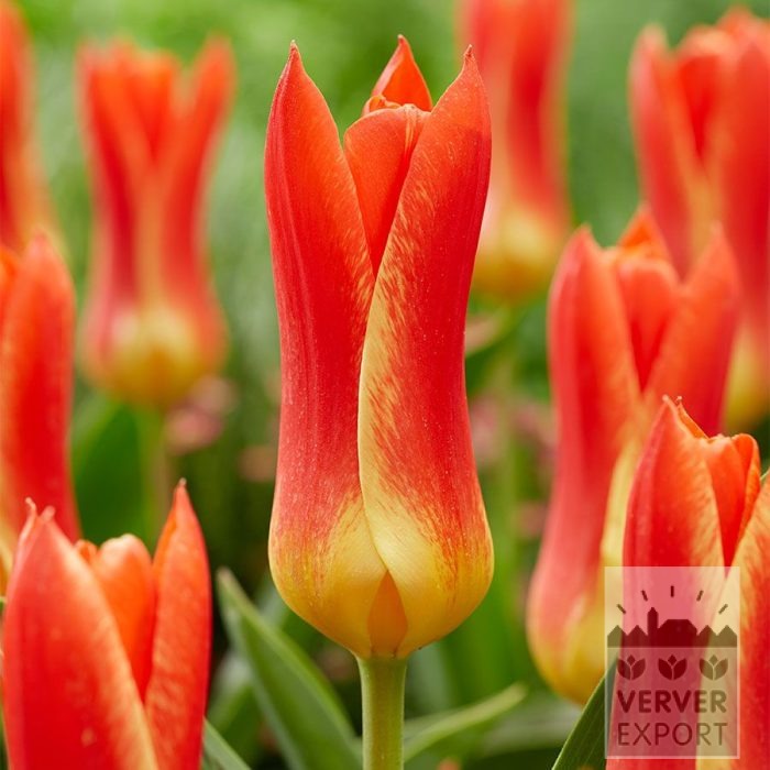 Tulips 'Mariss Jansons' (12848)