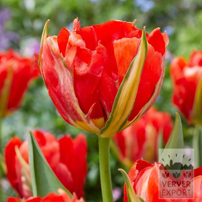 Tulips 'Love Valley' (12849)