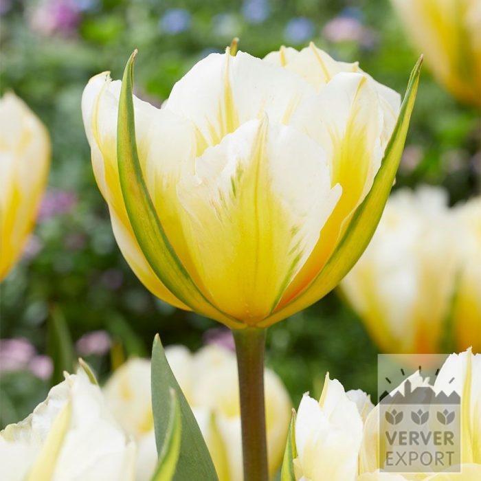 Tulips 'Sweet Valley' (12850)