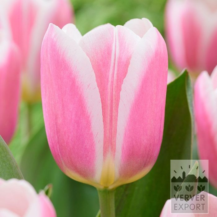 Tulips 'Mandys Choice' (12852)