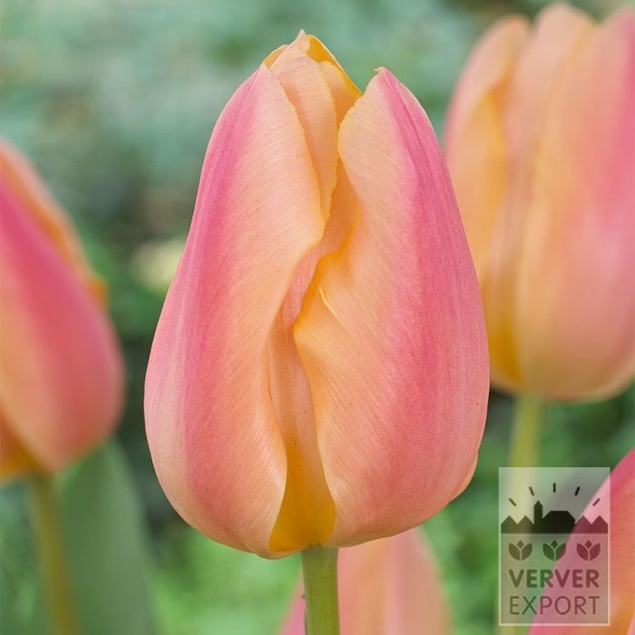 Tulips 'Apricot Favourite' (12856)