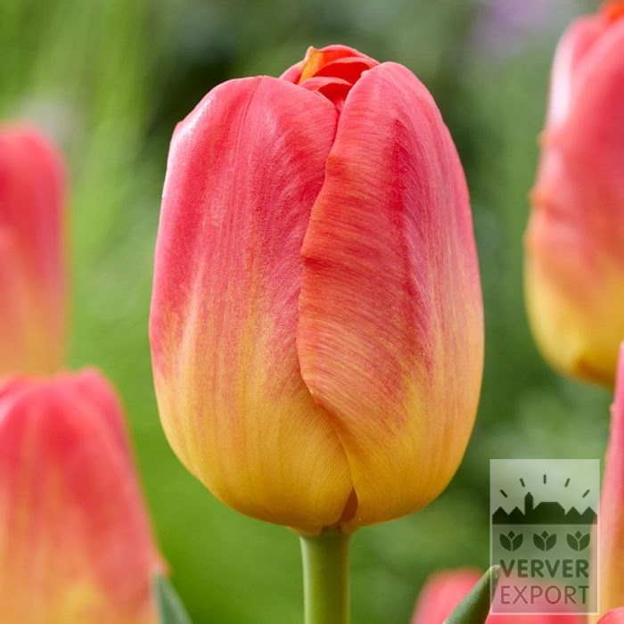 Tulips 'Color Charm' (12857)