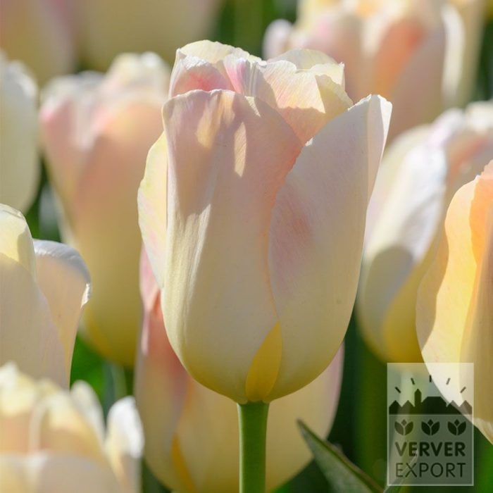 Tulips 'Jamin' (12860)