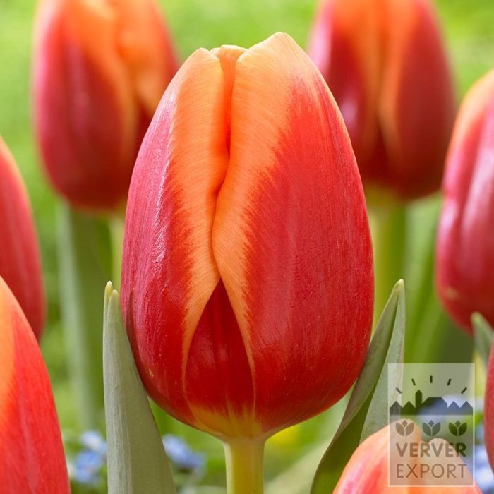 Tulips 'Spirit' (12861)