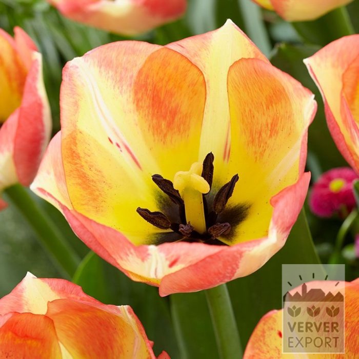 Tulips 'Spryng Sunrise' (12862)