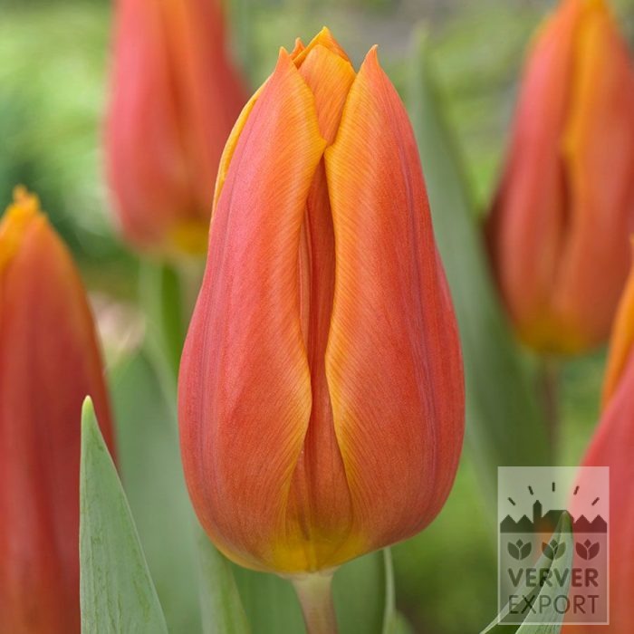 Tulips 'Titan' (12863)