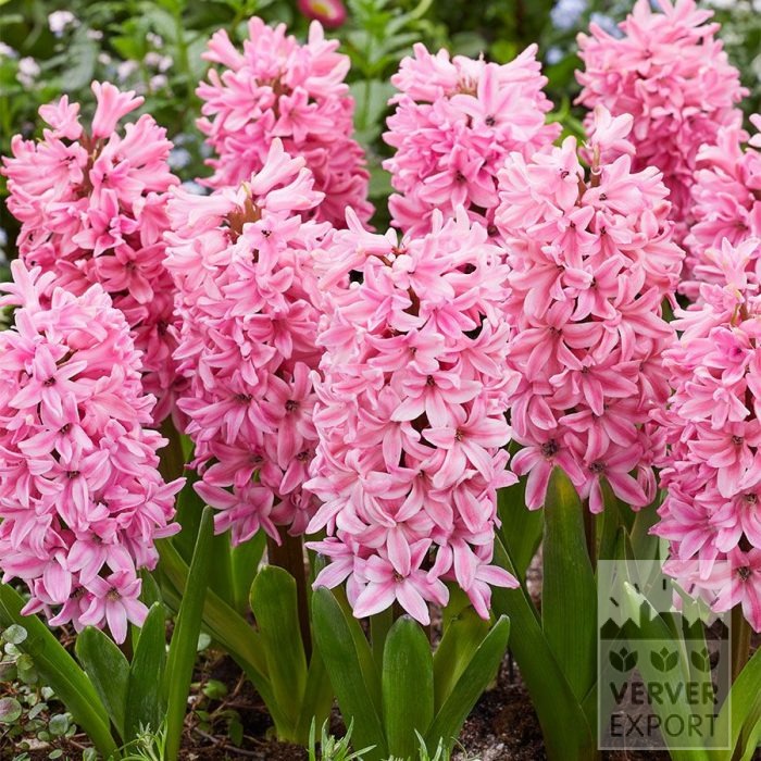 Organic bulbs bio Hyacinthus 'Fondant' (13604)
