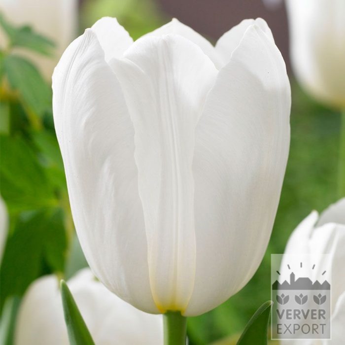 Tulips 'White Dynasty' (12864)