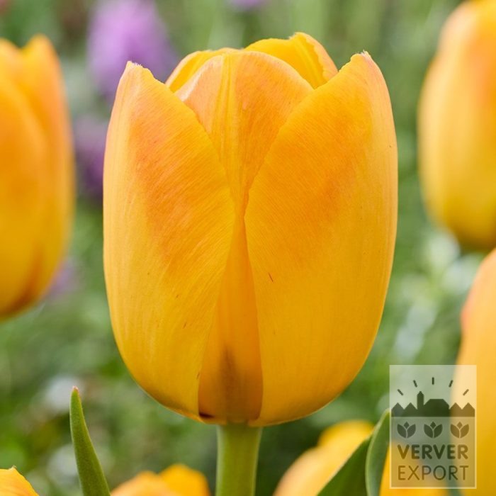Tulips 'Chongming Love' (12865)