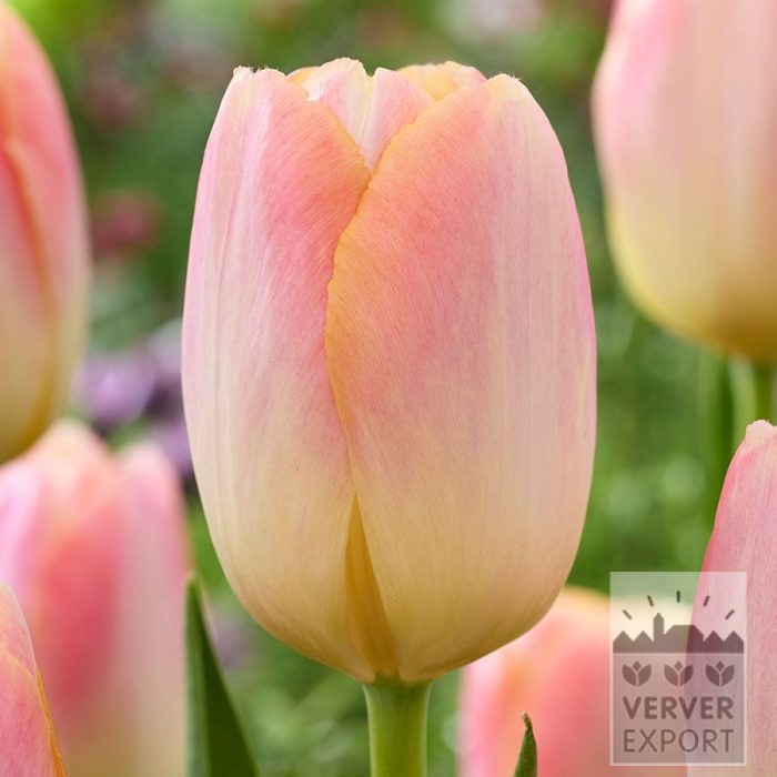 Tulips 'Kunyun' (12866)