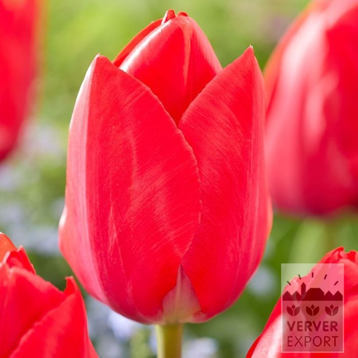 Tulips 'Lingyuan' (12867)