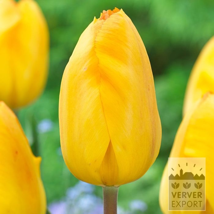 Tulips 'Bright Side' (12868)