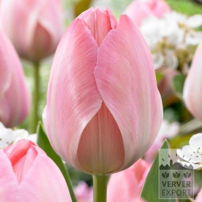 Tulips 'Mystic van Eijk' (12870)