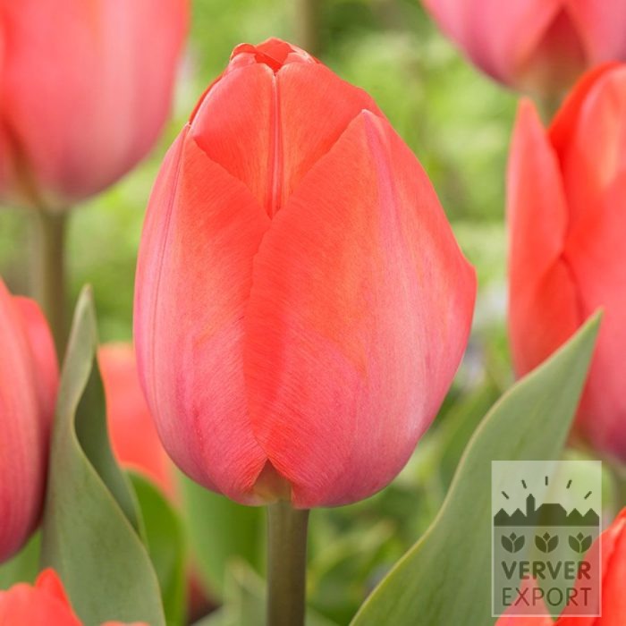 Tulips 'Orange van Eijk' (12871)