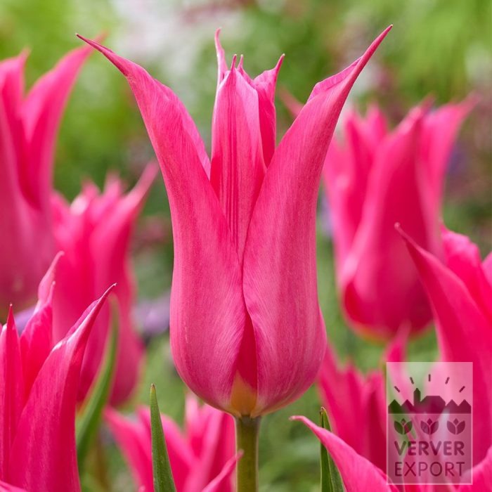 Tulips 'Oriental Pearl' (12873)