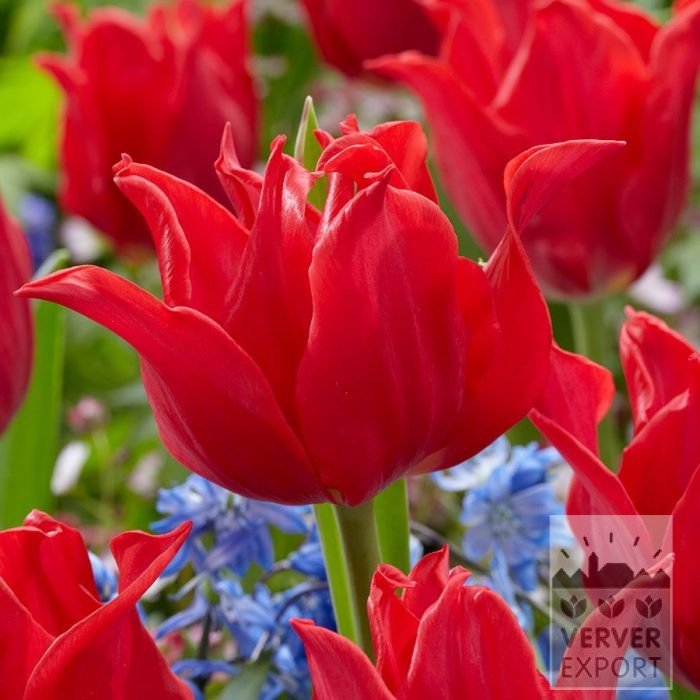 Tulips 'Pretty Woman' (12874)