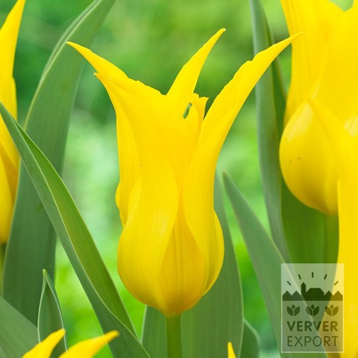Tulips 'Schiedam' (12875)