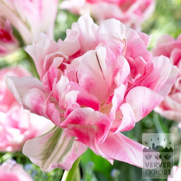 Tulips 'Finola' (12876)