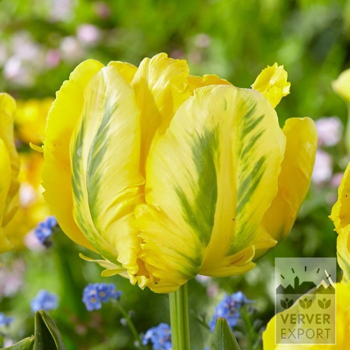 Tulips 'Yellow Madonna' (12878)