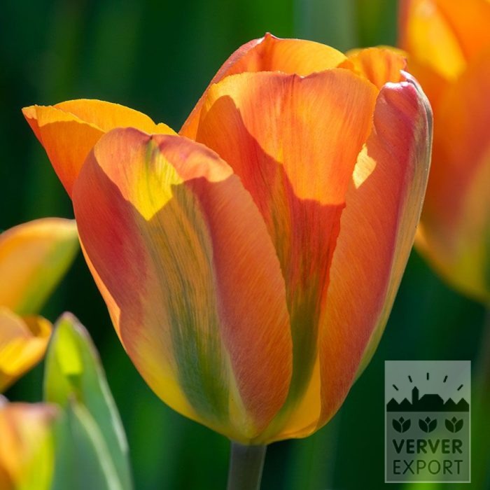 Tulips 'Orange Marmelade' (12879)