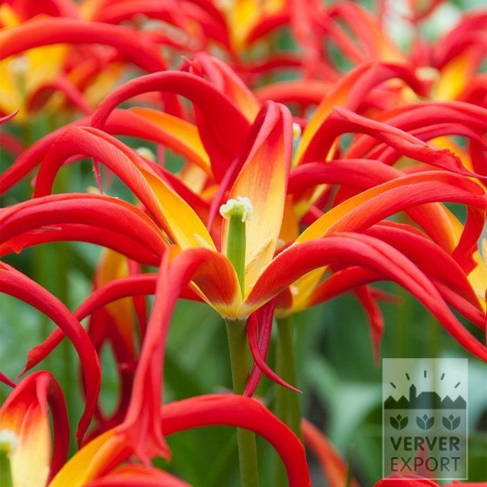 Tulips 'Go Go Red' (12880)