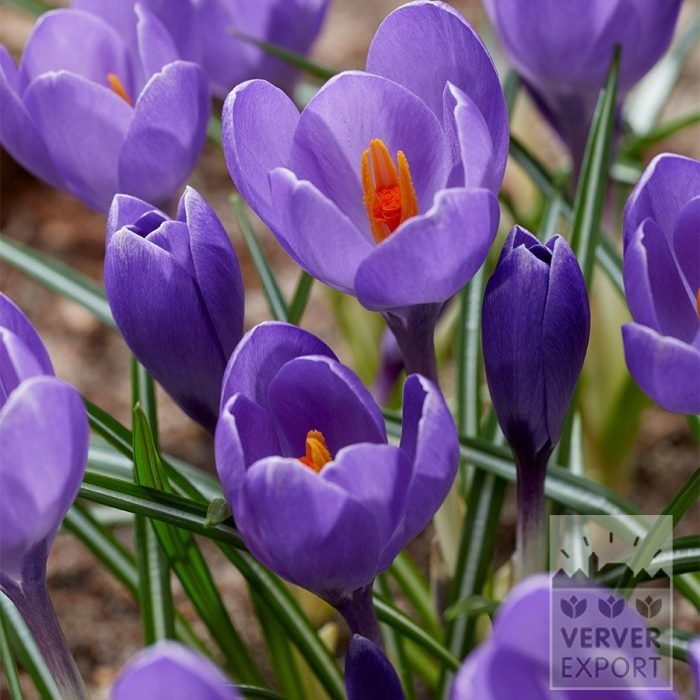 Crocus 'Aqua' (14039)
